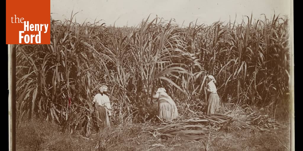 Women Cutting Sugar Cane, Baton Rouge, Louisiana, 1912 The Henry Ford