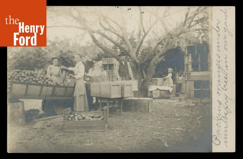 Postcard, "Packing Oranges under Mulberry Tree in Our Yard," circa 1910