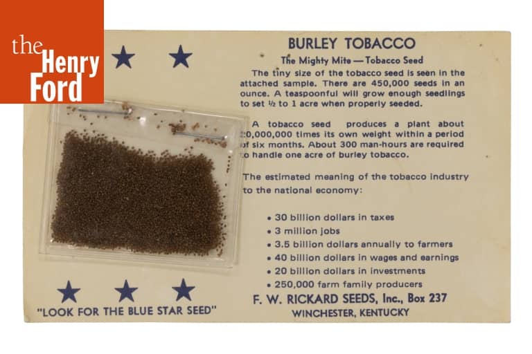 tobacco seed size Fast Growing Tobacco Seeds 1000 TN 86 Tobacco Seeds